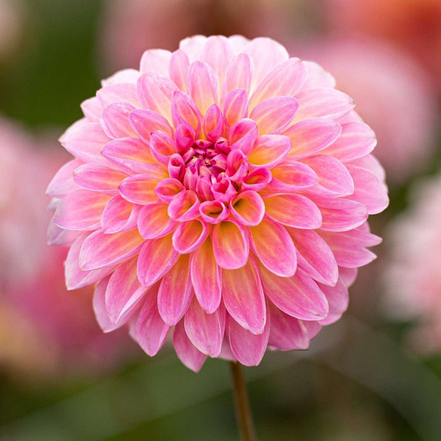 Dahlia 'Esli'